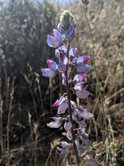 Lupinus benthamii