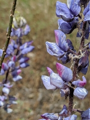 Lupinus benthamii