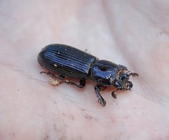 Aulacocyclus kaupii