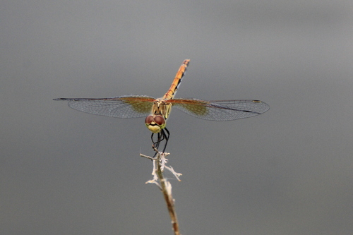Band-winged Meadowhawk photographed in Idaho