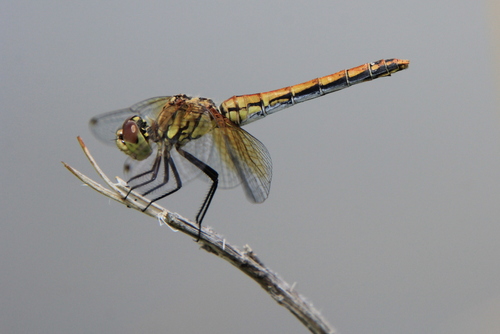 Band-winged Meadowhawk