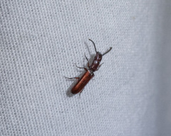 Taphroscelidia linearis