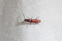 Taphroscelidia linearis