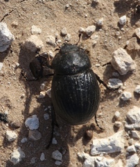 Phyllophaga cribrosa