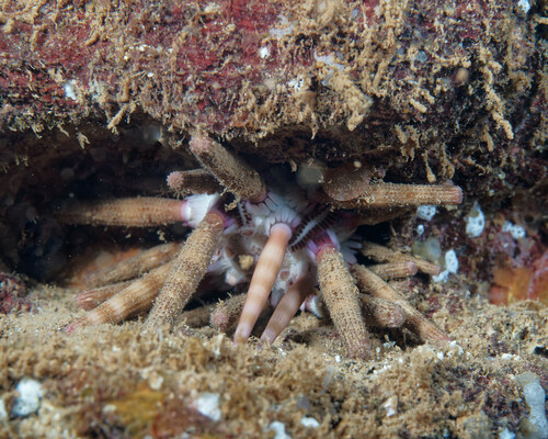 Eucidaris metularia observed 2024-07-06