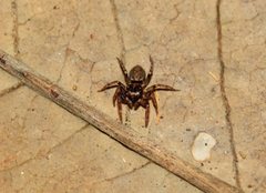 Adoxotoma nodosa