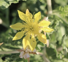 Mentzelia reverchonii