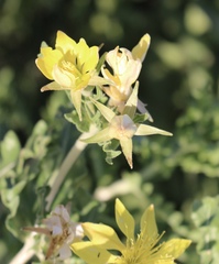 Mentzelia reverchonii