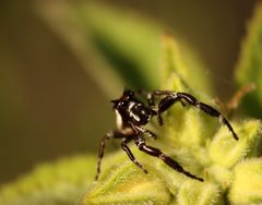 Sandalodes bipenicillatus