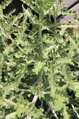 Mentzelia reverchonii