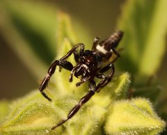 Sandalodes bipenicillatus