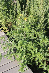 Mentzelia reverchonii