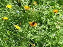 Erebia pharte