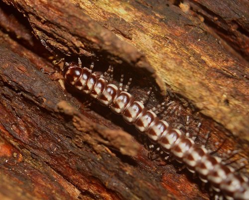 Phyllocladosoma broelemanni