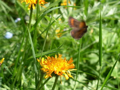 Erebia pharte