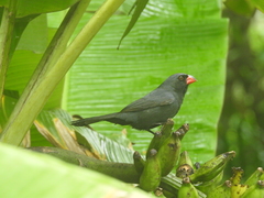 Saltator fuliginosus