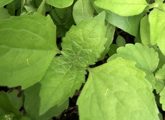 Galinsoga quadriradiata