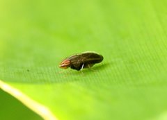 Cephaloconus tenebrosus