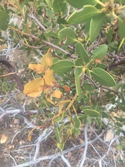 Arctostaphylos patula