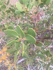 Arctostaphylos patula