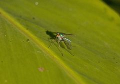 Chrysosoma leucopogon