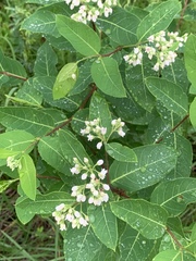 Apocynum × floribundum