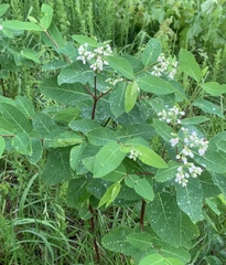 Apocynum × floribundum