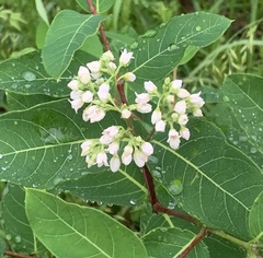 Apocynum × floribundum