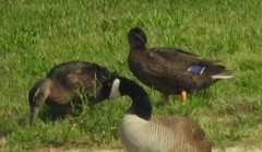 Anas platyrhynchos domesticus