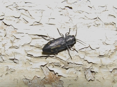 Melanophila consputa