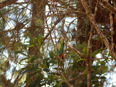 Tangara cyanoventris