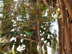 Tangara cyanoventris