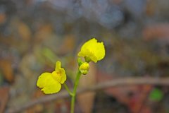 Utricularia aurea