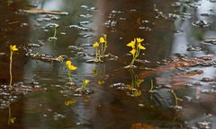 Utricularia aurea