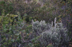 Ochthoeca fumicolor