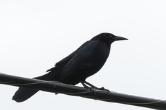 Quiscalus mexicanus