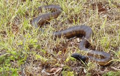 Aspidites melanocephalus