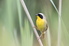 Geothlypis trichas