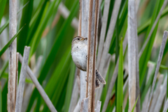 Cistothorus palustris
