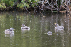 Podilymbus podiceps