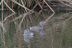 Podilymbus podiceps