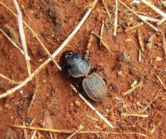 Philoscaphus mastersii