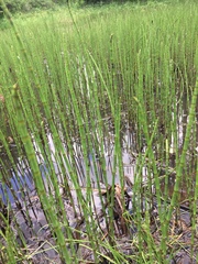 Equisetum fluviatile