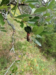 Paracyrtophyllus robustus