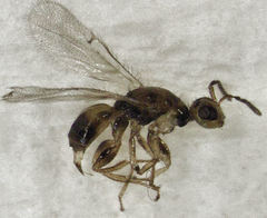Herodotia subatriventris