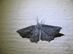 Prochoerodes amplicineraria