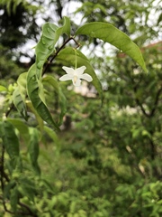 Wrightia religiosa