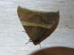 Ophisma