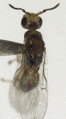 Herodotia subatriventris