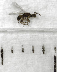 Herodotia subatriventris